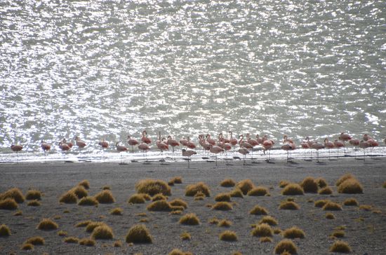 Flamingos am Ufer, ein pittoreskes Bild