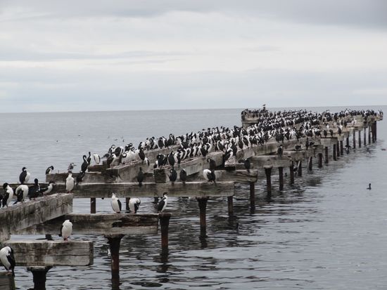 Riesige Kormorankolonien bevölkern den Hafen von Punta Arenas.