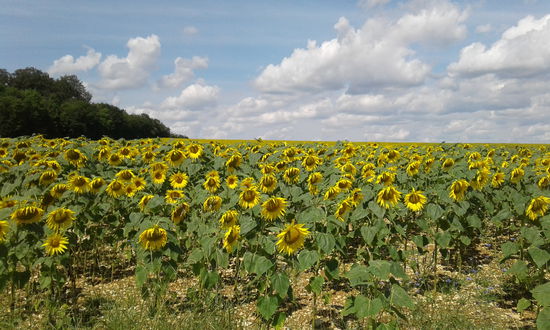 Ein typisches Sonnenblumenfeld. Für Öl.
