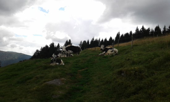 Das Vogesenrind. Typisch für dieRasse ist, dass alle Enden Scwarz sind.