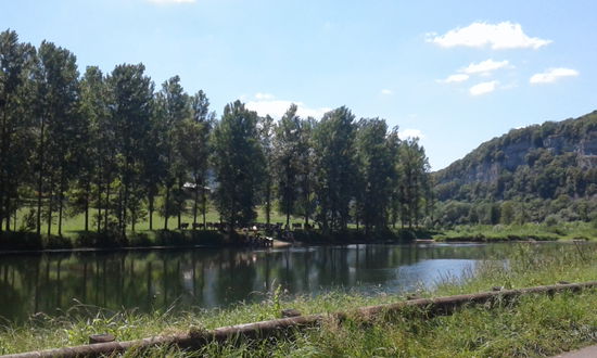 Am Fluss saufende Kühe (übrigens der Rasse  Mountbéliard, glaub ich, auch typisch von hier. Sehen dem Fleckvieh sehr ähnlich.)