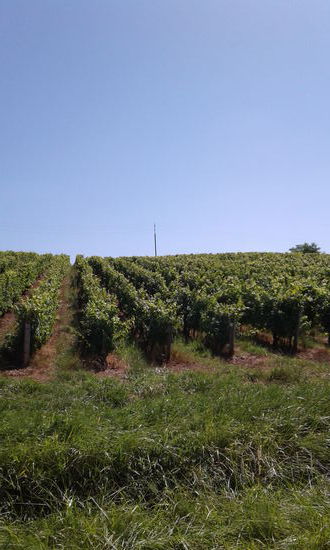 Weinberge