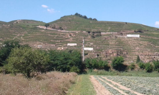 Wein und Antischocken