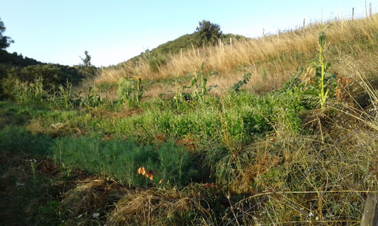 Der Garten (übrigens hatte ich eine null vergessen. Es sind 2500m2)