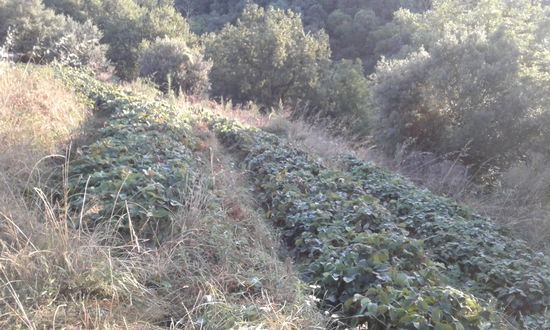 Erdbeeren