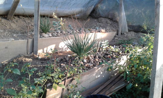 Aloe Vera und andere