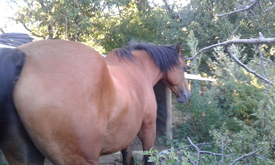 Das Pferd