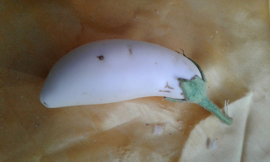 Eine Aubergine ( Manche von ihnen sind rund, wie ein Ei)