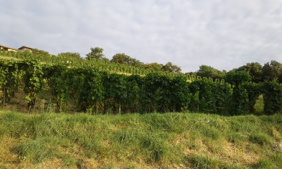 Weinberge