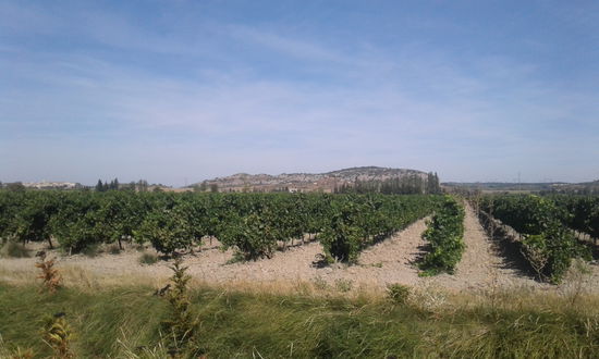 Wein