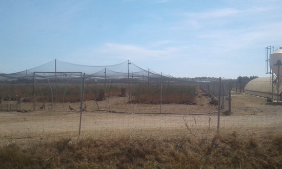 Fasanfarm