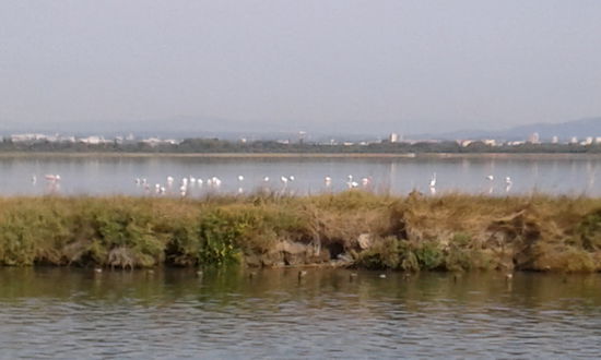 Flamingos