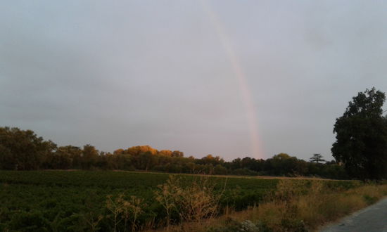 Regenbogen