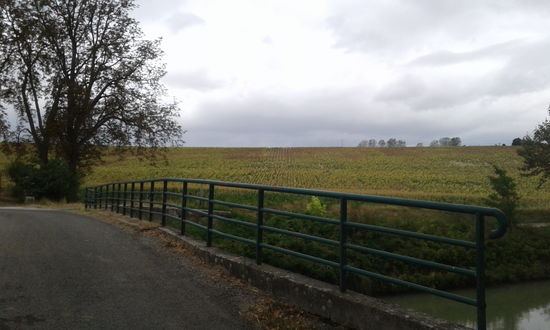 Verblühte Sonnenblumen