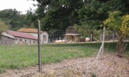 Freiluftschweine