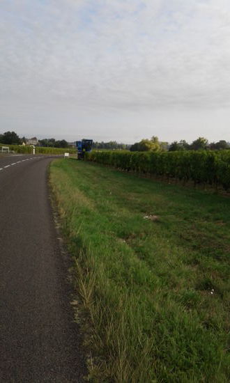 Weinernte