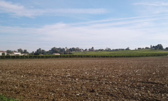 Weinberge soweit das Auge reicht.