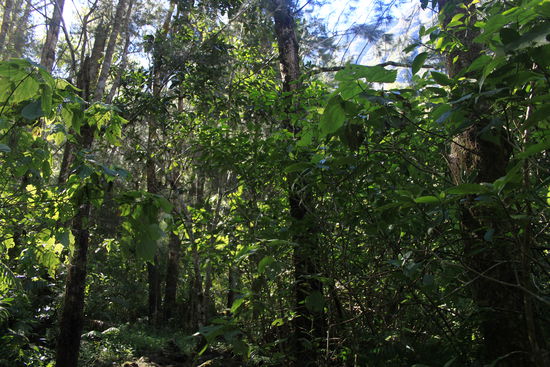 Es war wunderschön grün.