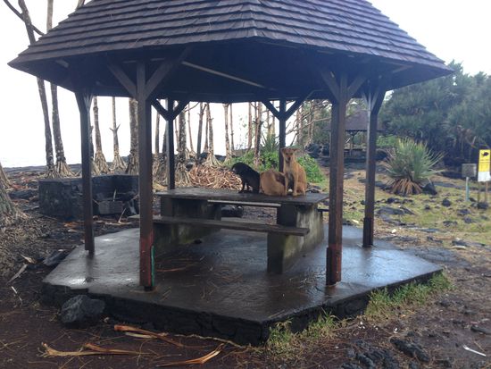 Nach und nach waren die Hunde wieder eingetroffen. Diese waren vom Regen allerdings nicht so begeistert.