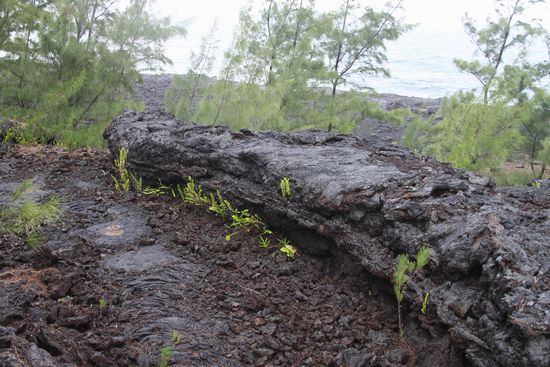 Und die Pflanzen findet einen Weg!