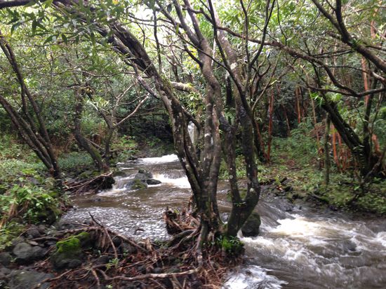 Durch den Regen war dieser Lauf enorm angeschwollen. An eine Querung war überhaupt nicht zu denken. Zumal der Bach nach ca. 50 Metern senkrecht über die Klippen ging (geschätzte 30 m tief)