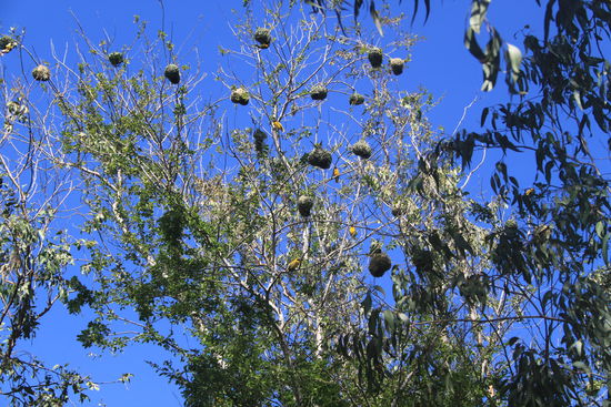 Am Weg lag eine kleine Kolonie Webervögel.
Diese Vögel sind nicht einheimisch, sondern wurden bei der Besiedlung der Insel irgendwann eingeschleppt.