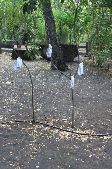 So entstand ein Exemplar des sogenannten Sockenbaumes.