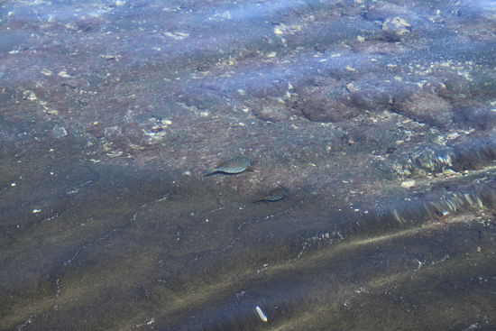 In dem seichten Wasser konnte man Fische in allen Variationen beobachten. Und je länger man guckt um so mehr untershiedliche Arten konnte man ausmachen.