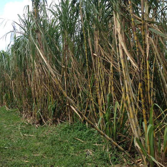 Hier konnte man lange dran entlang fahren. Bei uns wird sich über die Maisfelder erzürnt. Hier ist es vollkommen selbstverständlich!