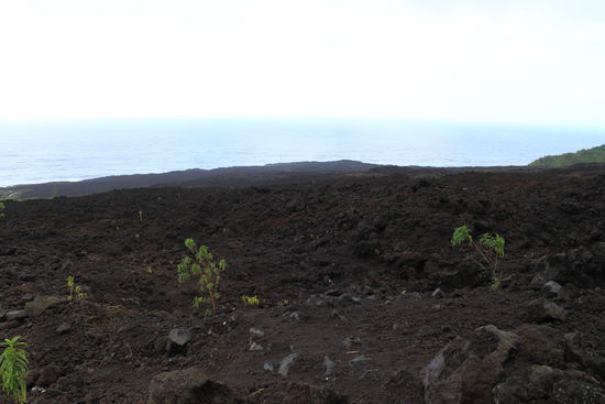 -- Coulée de Lave von 2007 --
Noch  kaum besiedelte Lava mit einzelnen Gewächsen