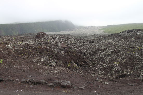 -- Coulée de Lave von 2004 --
Es haben sich Flechten auf der Lava gebildet, hier entsteht der erste Humus für größere Pflanzen