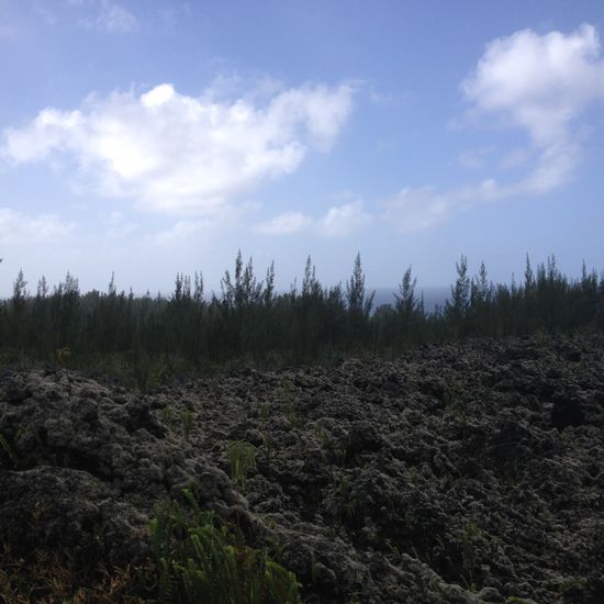 -- Coulée de Lave von 2001 --
Erste größere Pflanzen fassen Fuß