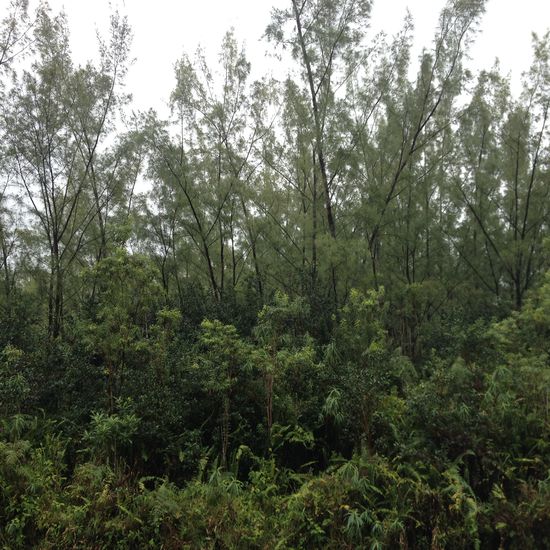 -- Coulée de Lave von 1961 --
Das Leben hat gewonnen!