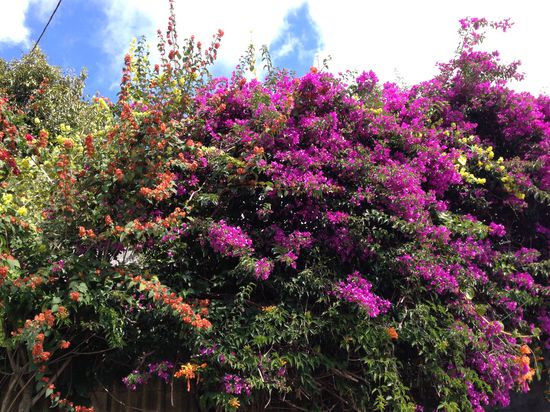 Obwohl es auf Reunion Winter ist, blüht es überall!