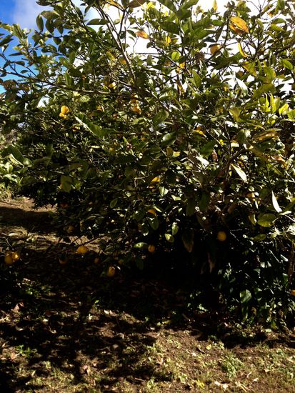 Die Zutaten zum Punsch wuchsen direkt vorm Haus.