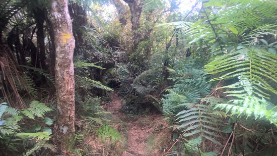 Der Urwald empfängt uns