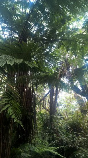 Farne groß wie Bäume