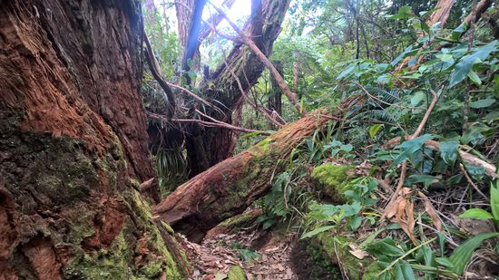 Alles liegt und wächst kreuz und quer