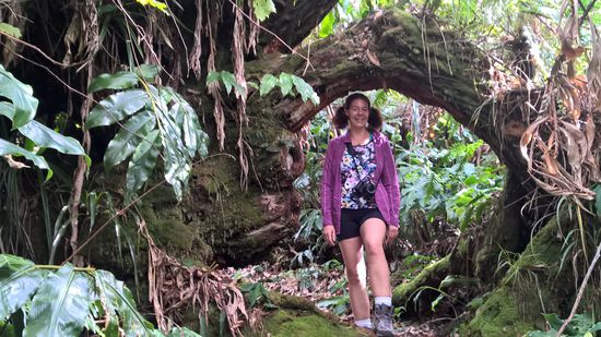 Vom Zyklon umgeworfene Tamarinden bilden Torbögen und wachsen trotzdem weiter. Gelegentlich muss man ganz schön in die Knie. Mit Gepäck später manchmal auf allen Vieren