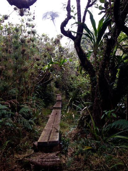 An besonders feuchten Stellen wurden Stege angelegt