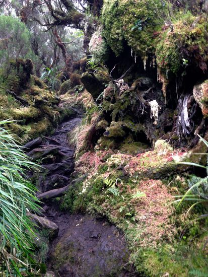 Überall dicke Moospolster und mit Knüppel befestigte Pfade