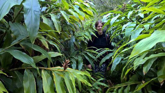 Alles grün und der Weg kaum erkennbar