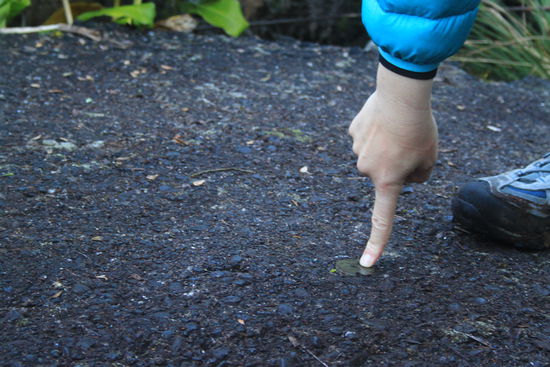 Der Regenwald machte seinen Namen auch ohne Regen zum Programm, es war alles pitschnass. Tatsächlich benötigten wir gut eine halbe Stunde zu der unspektakulären Betonplatte, dem höchsten vermessen Punkt.