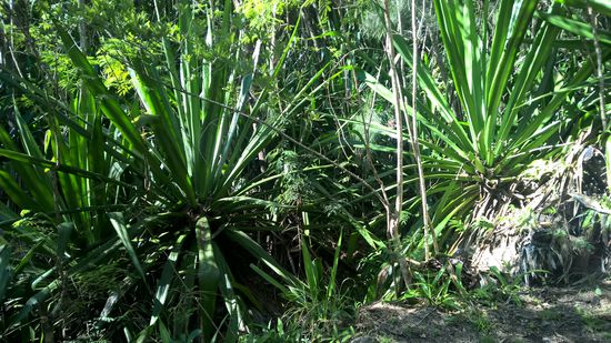Obwohl das Tal Cilaos nur wenige Kilometer Luftlinie von Salazie entfernt ist, sieht die Natur vollkomen anders aus.