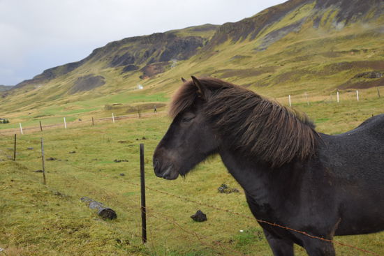 Islandpferde