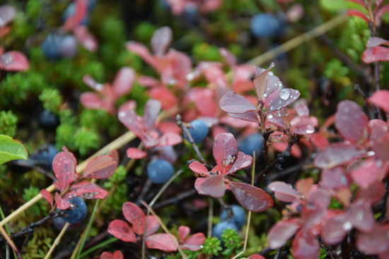 Leckere Blaubeeren am Wegesrand.