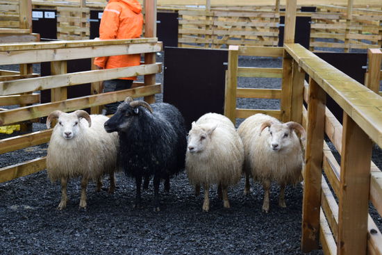 Wir konnten zusehen, wie die Schafe ins Winterquartier gebracht wurden.