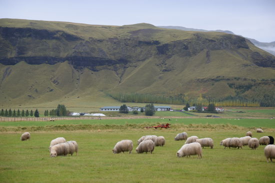 Und mal wieder Schafe