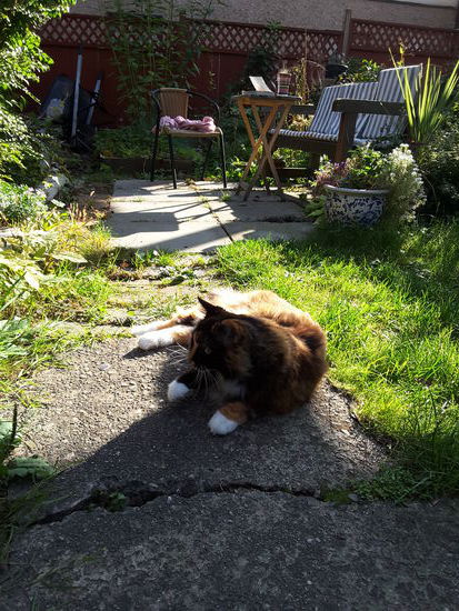 Frühstück mit Shrimpy