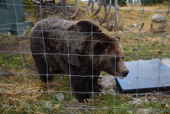 Oben gabs noch echte Einheimische zu bestaunen.